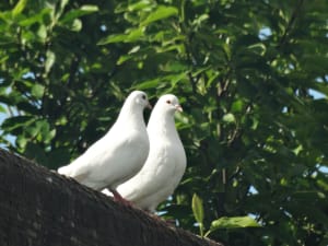 White doves at Mortlake crematorium