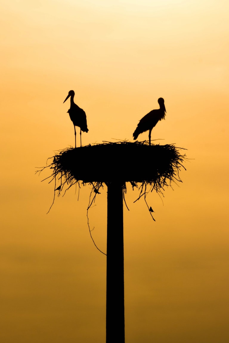 Storks in a nest