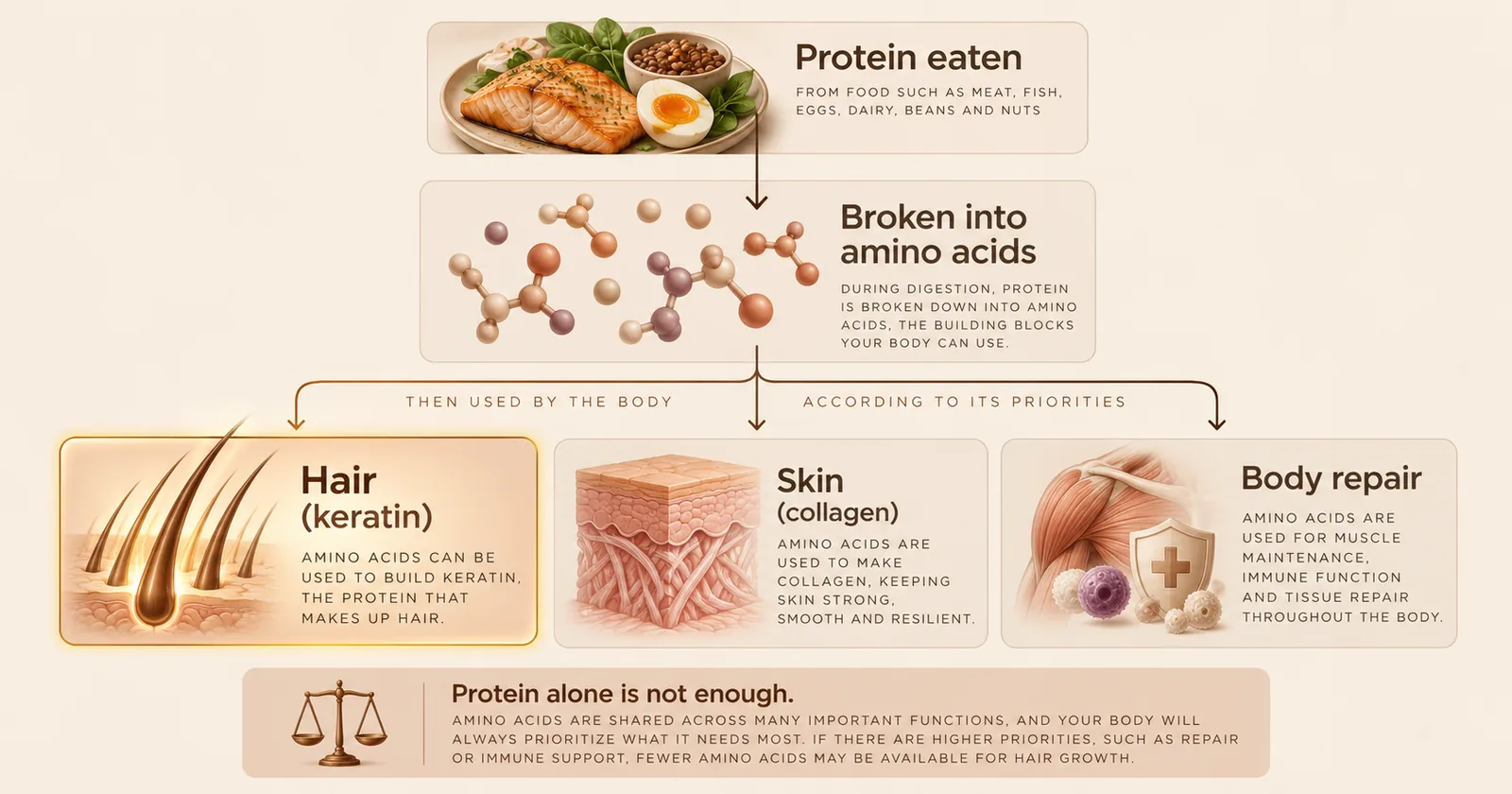 Diagram showing protein eaten being broken into amino acids, then used by the body for keratin, collagen and tissue repair