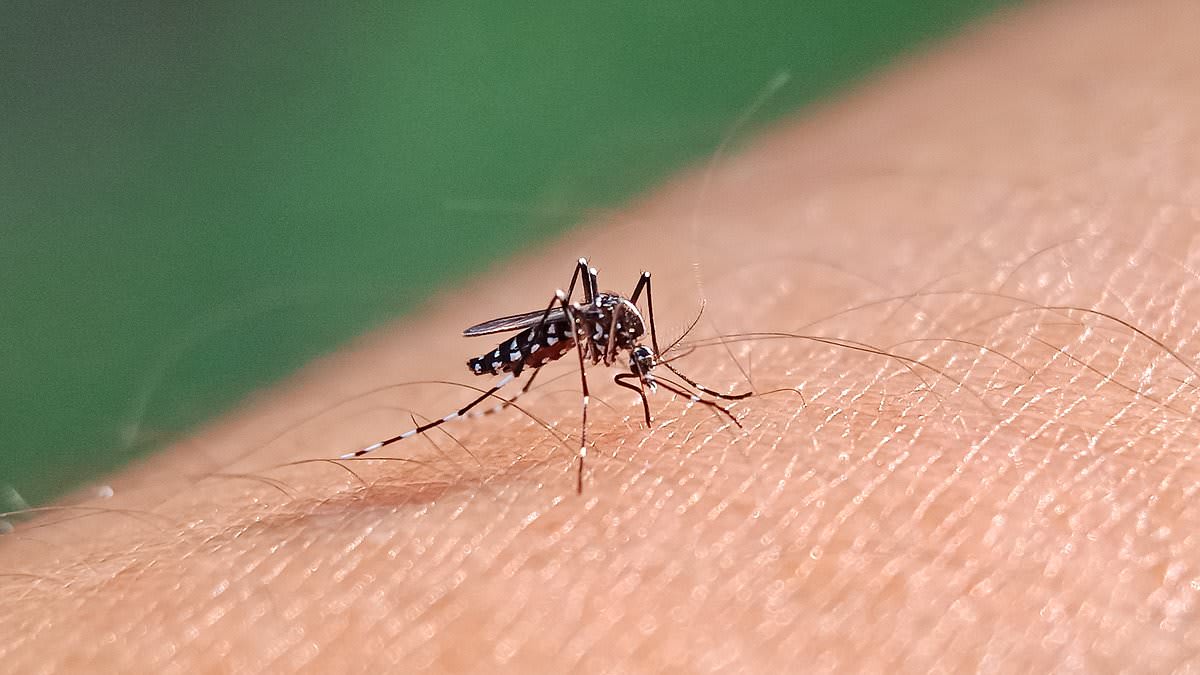 Map shows states where 'breakbone' fever cases are rising... as CDC issues travel alert for three new countries over surging outbreaks of mosquito-borne virus