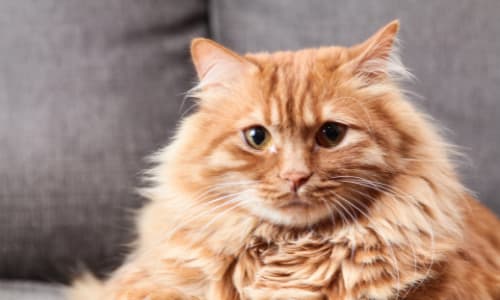 Mijn kat verliest haar. Wat moet ik doen?