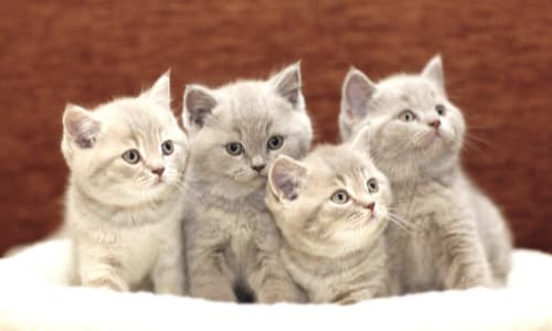 Je kitten socialiseren