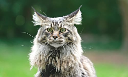 Hoe breng je een vlooienpipet aan bij je kat?