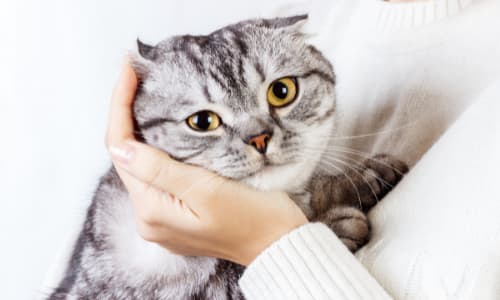 De toenemende aanwezigheid van vlooien