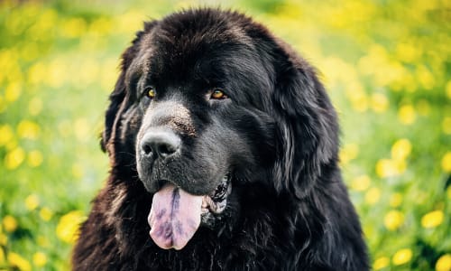 Kijk uit voor een hitteberoerte