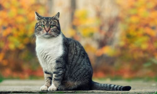 Het is herfst. Welke risico’s houdt de rui bij katten in?