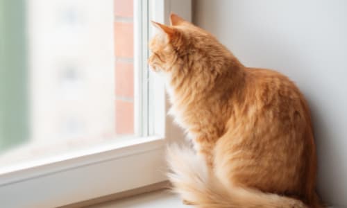 Hoe stel je vlooien bij je huisdier vast?