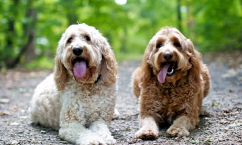 Waarom is het zo belangrijk om besmetting met vlooien te voorkomen?