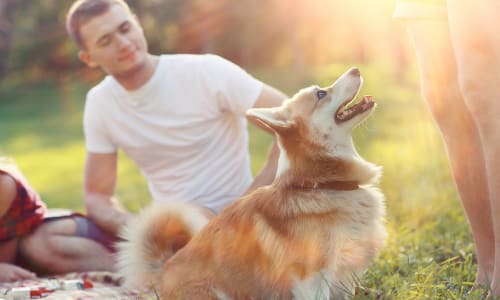 8 tips om je hond te beschermen tijdens het barbecueseizoen