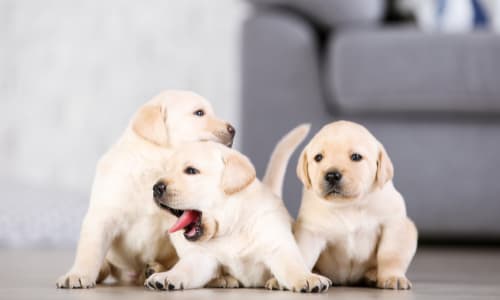 Zindelijkheidstraining voor pups