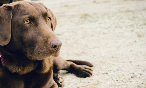 Wat zijn de voordelen van sterilisatie bij reuen en teven?