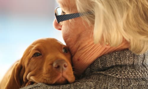 Hoe verwijder je teken bij een hond?