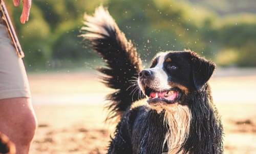 Waarom de ogen en oren van je huisdier schoonmaken?