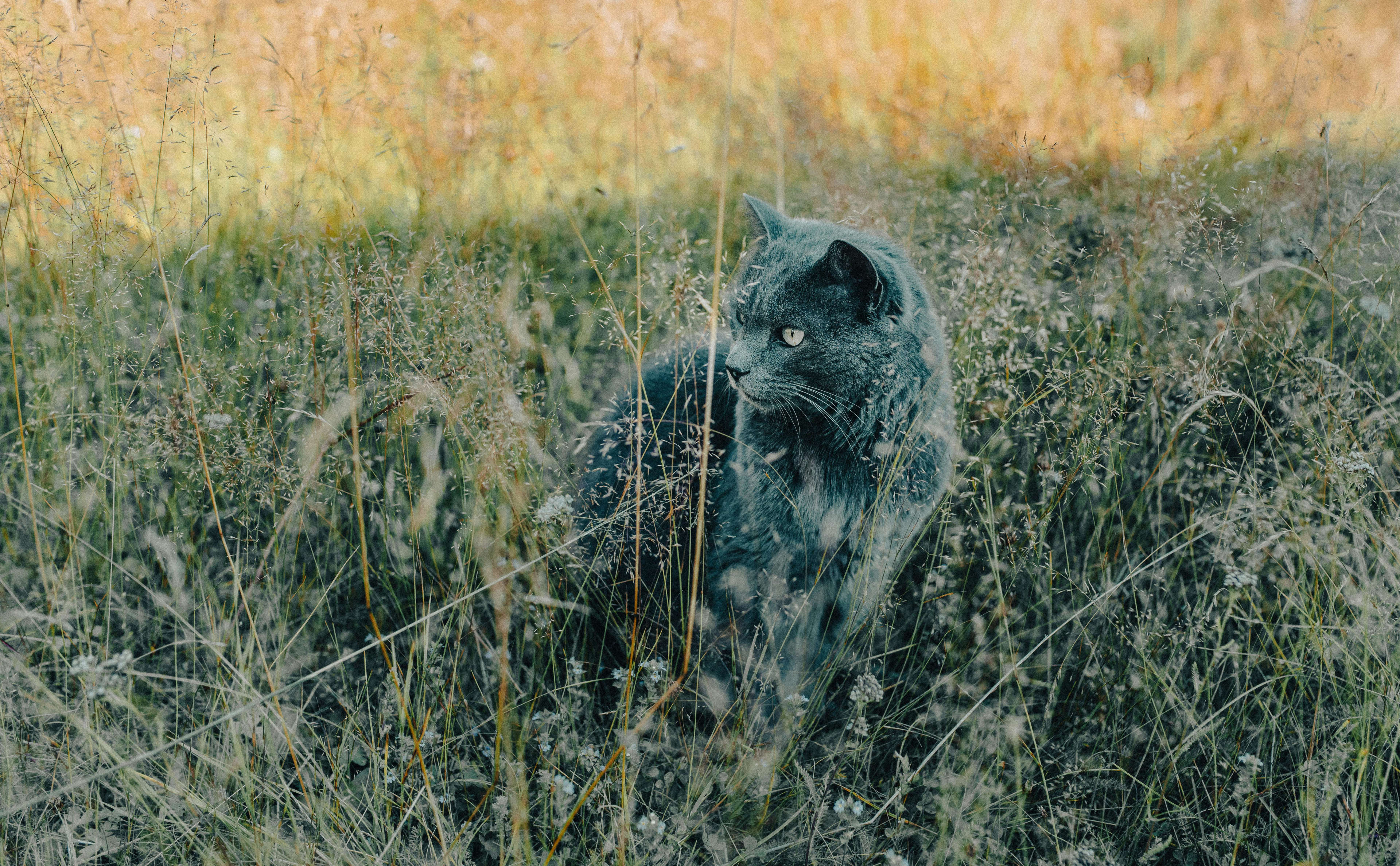 chat dans les hautes herbes