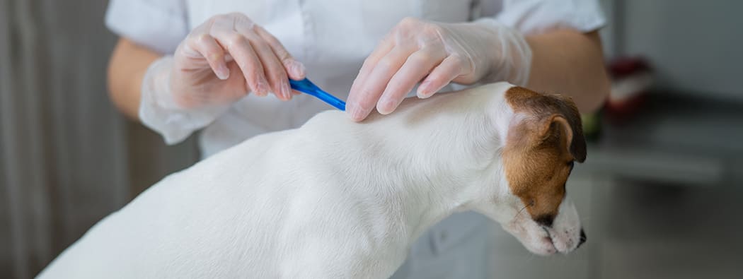 Chien assis se faisant appliquer un antiparasitaire