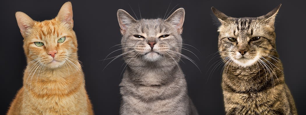 meest-voorkomende-ziektes-katten