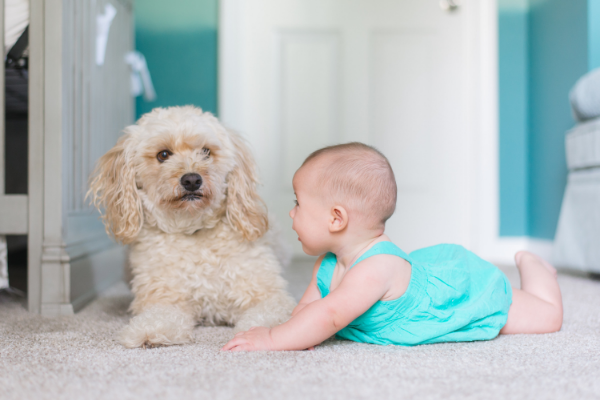 Een baby bij je hond introduceren?