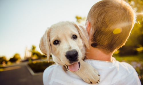 10 Résolutions pour la nouvelle année avec votre animal de compagnie