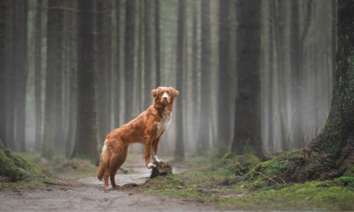 Conseils pour les voyages avec des animaux en été