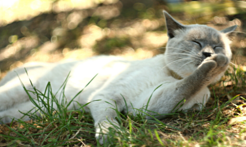 Voici pourquoi un petit somme dans le jardin peut provoquer des démangeaisons sur la tête de votre animal