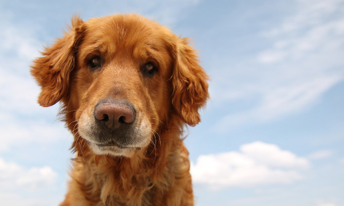 Heeft mijn hond wormen?