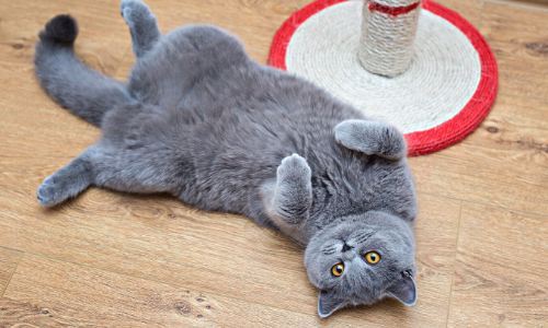 Postures de chat amusantes, décryptez ce qu'ils essaient de vous dire.