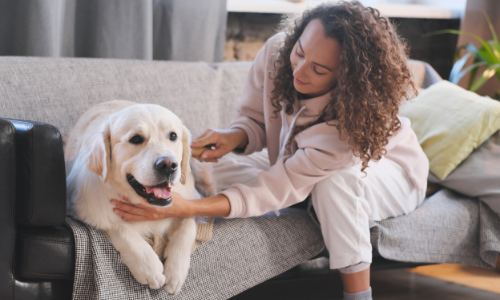 Hoe breng je een vlooienpipet aan bij je hond?