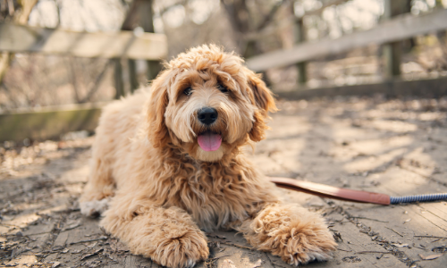 Hoe verwijder je teken bij je hond : praktische gids