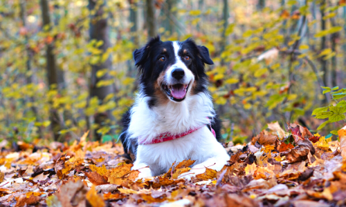 Chiens en automne : 5 conseils pour prendre soin de sa santé