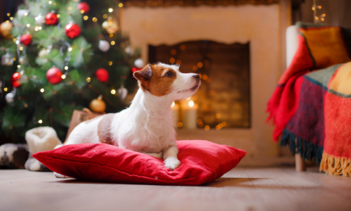 Hoe beleef je een zorgeloze kerst met je hond of kat?