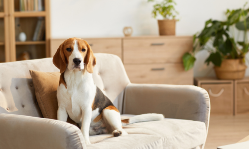 Help ik heb vlooien in mijn huis, maar ik heb geen huisdieren!