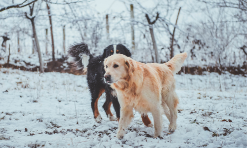 Vachtverzorging in de winter: extra verzorging is nodig