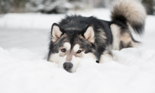 Hoe bescherm je je hond tegen de kou?