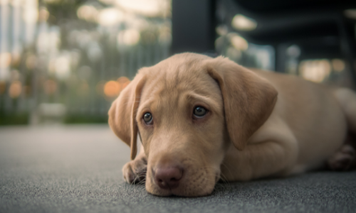 Comment réduire l'anxiété de votre animal de compagnie durant un orage ?