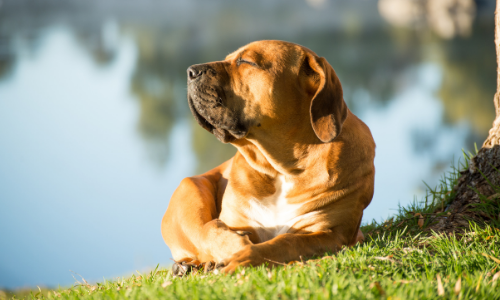 Heb je ooit gehoord van zonnebrand bij honden?