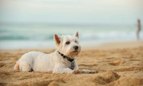 6 tips om deze zomer veilig met je hond naar het strand te gaan
