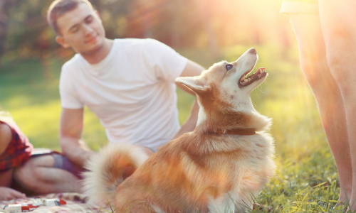 Nos 8 conseils pour protéger votre chien pendant la saison des barbecues