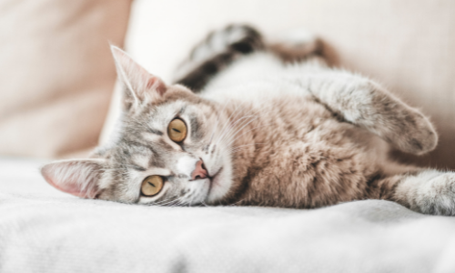 Comment rendre mon chat heureux en appartement ?