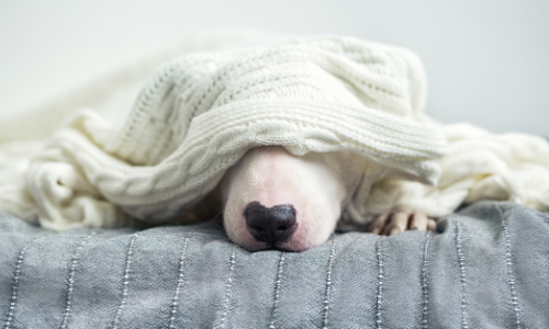 Idée reçue n°1 : la truffe chaude chez un chien est un signe de fièvre