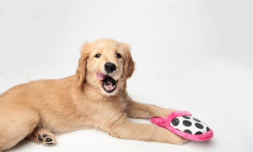 Waarom likken honden zichzelf?