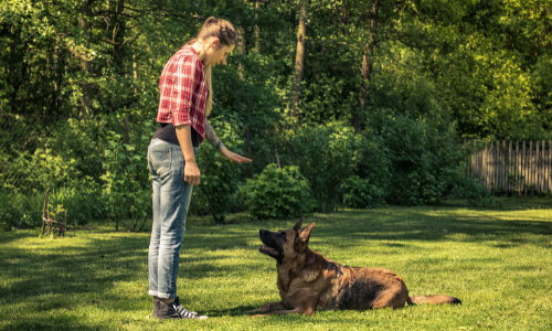 Hoe train je een geadopteerde hond?