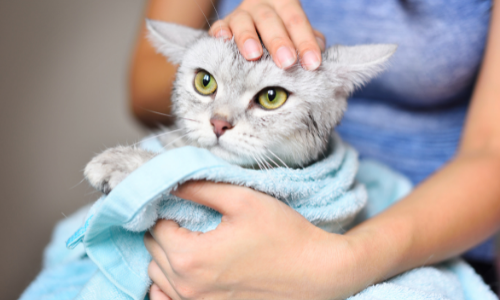 Comment laver votre chat?