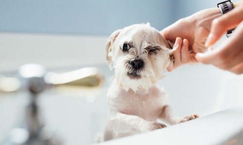 Comment laver votre chien ?