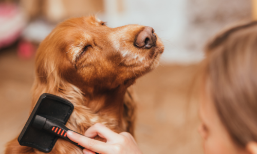 Comment prendre soin du pelage de votre animal?