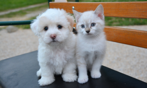 Protégez vos chiots et chatons contre les puces et les tiques