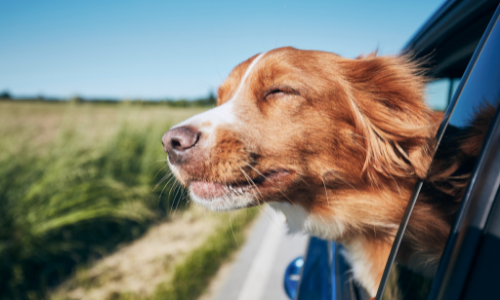 Zorgeloos reizen met uw hond of kat