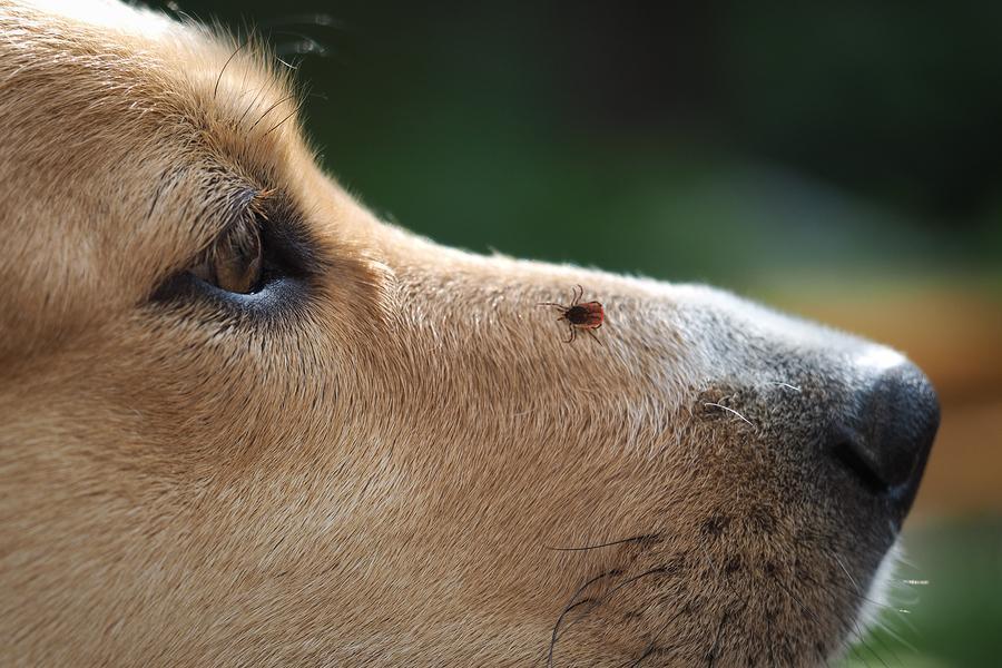 De ziekte van Lyme bij honden