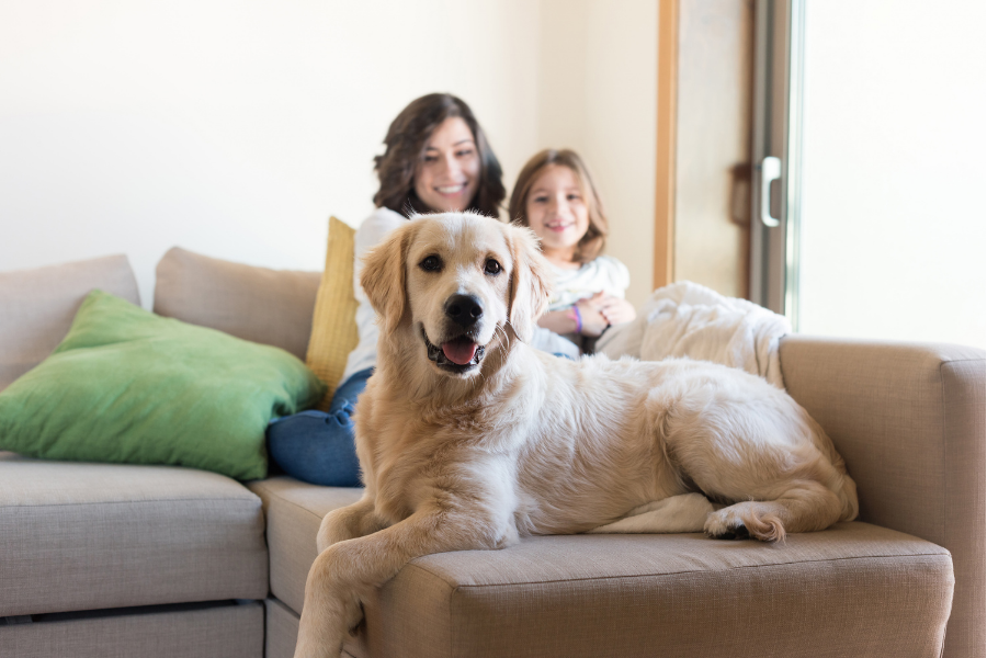 Protéger votre animal contre les puces toute l'année !