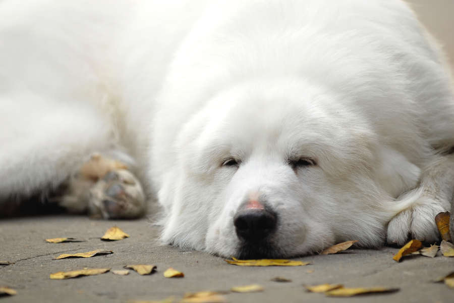 Veelvoorkomende ziektes bij oudere honden