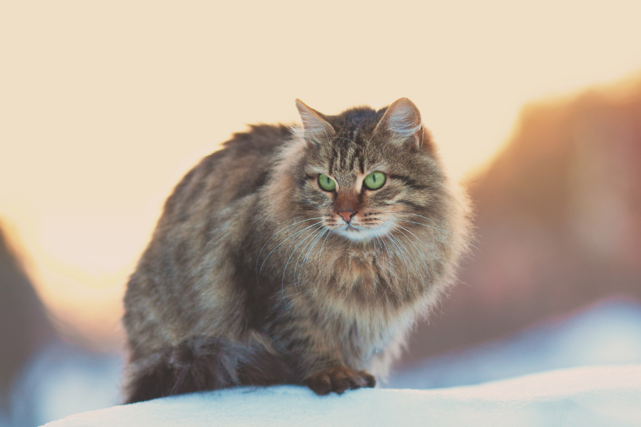 Veelvoorkomende ziektes bij oudere katten